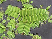 salvinia-natans