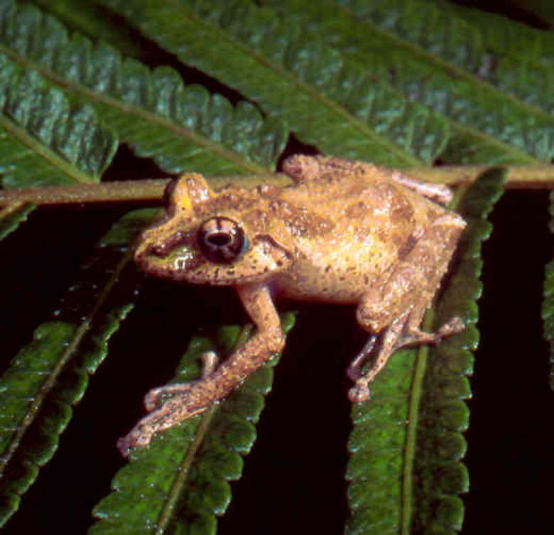 spinomantis-fimbriatus-qurbagasi