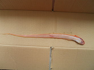 bandfish