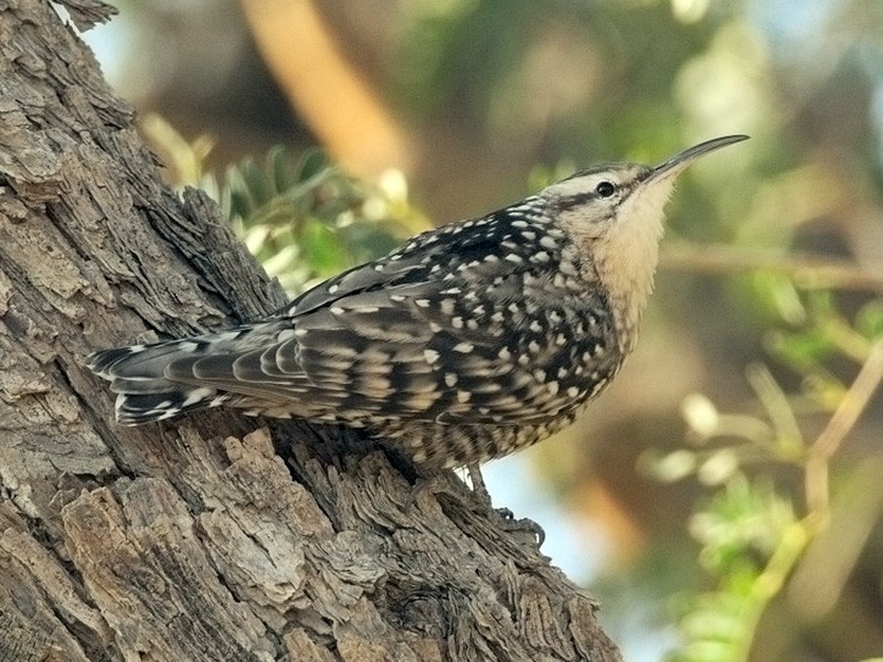hindistan-lekeli-suruneni