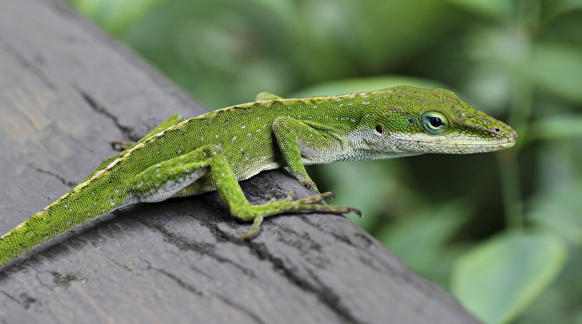 yasil-anol-anolis-carolinensis