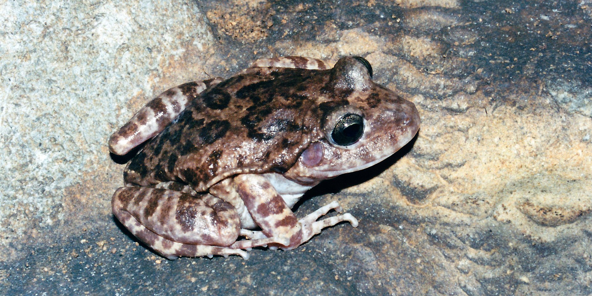 craugastor-augusti-qurbagasi