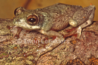 hyperolius-tuberculatus-qurbagasi
