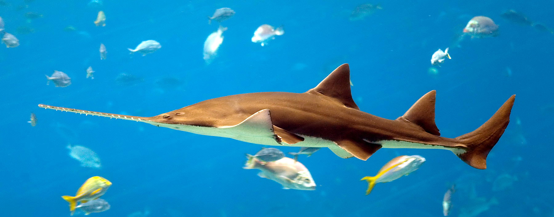 sawfishler-baligi