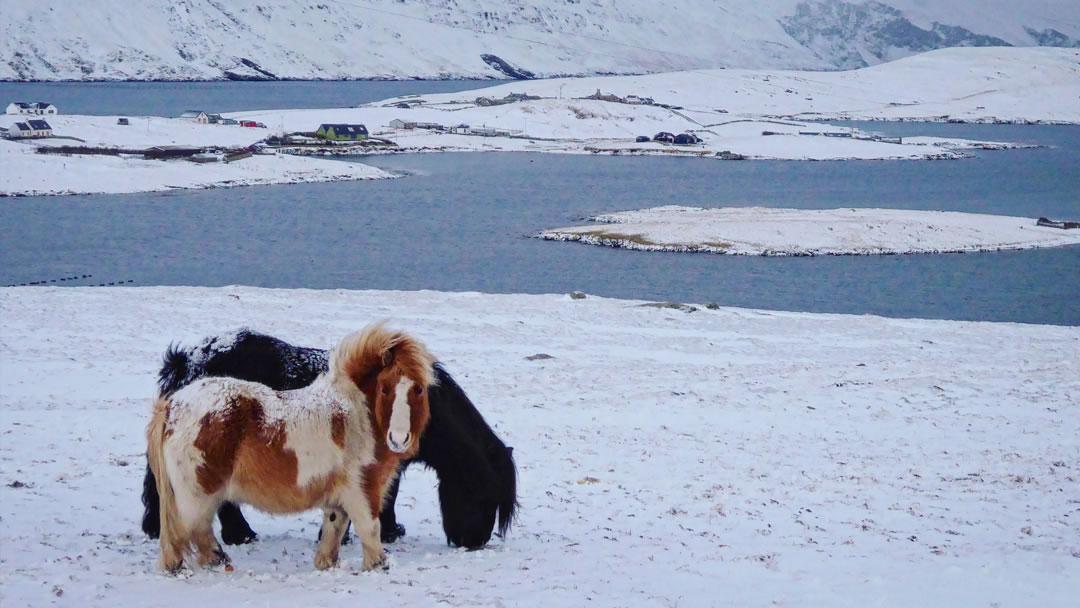 shetland-poni-at-cinsi