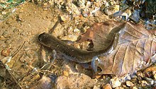 hynobius-yangi-salamandri