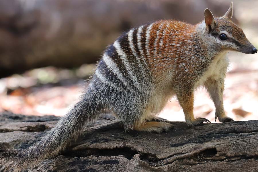 numbat