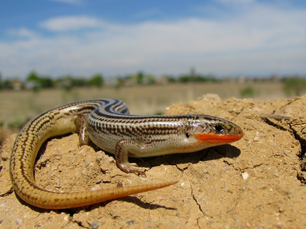 coxxetli-skink