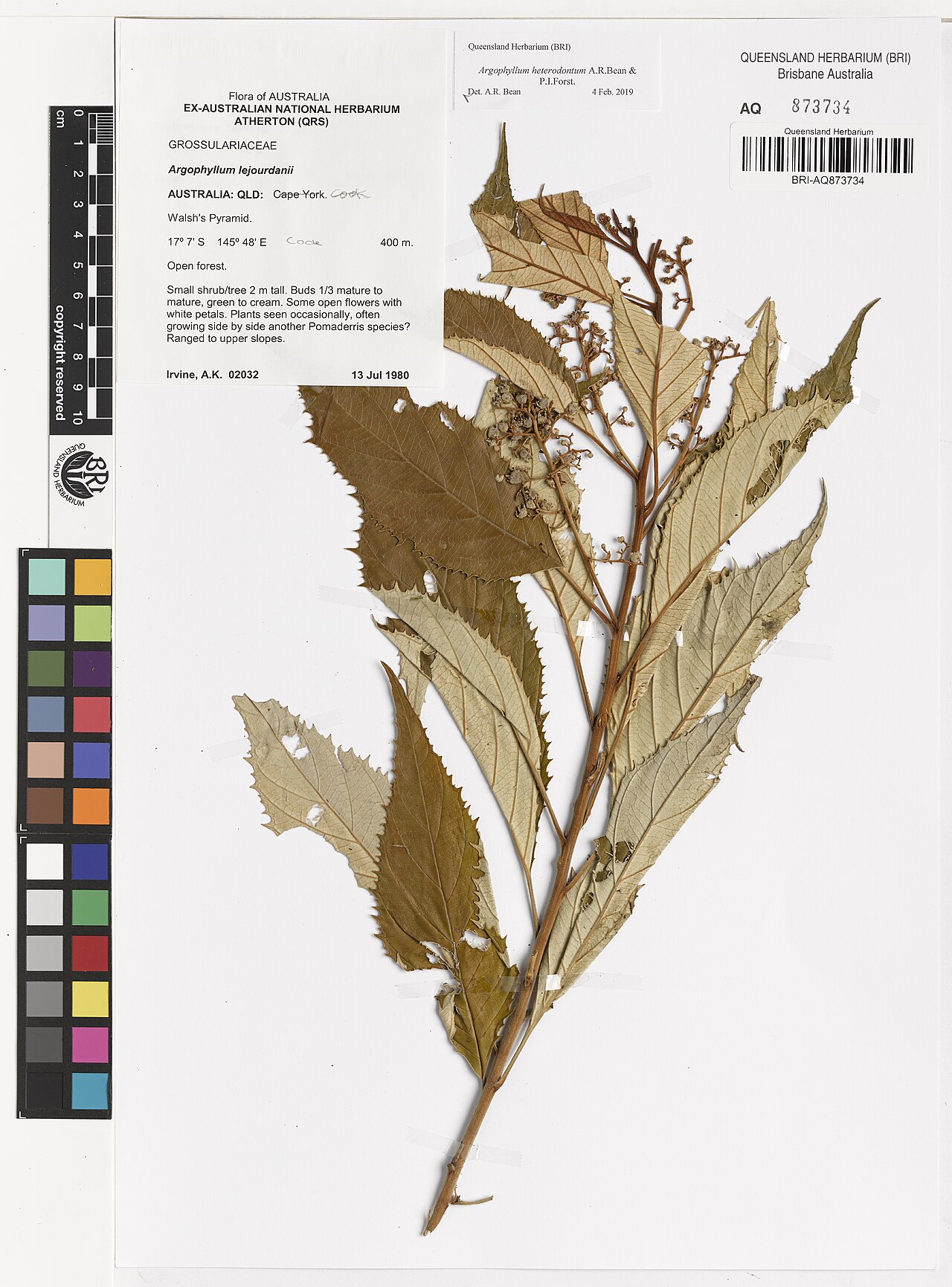argophyllum-heterodontum