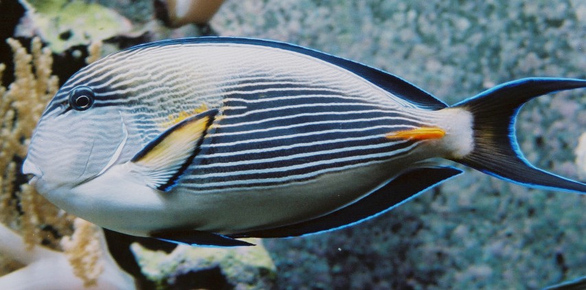acanthuridae-baligi