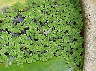 azolla-bitki