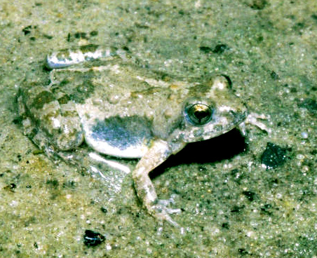mababe-golmece-qurbagasi