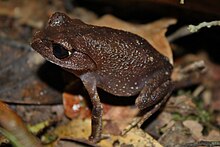 leptobrachium-montanum-qurbagasi