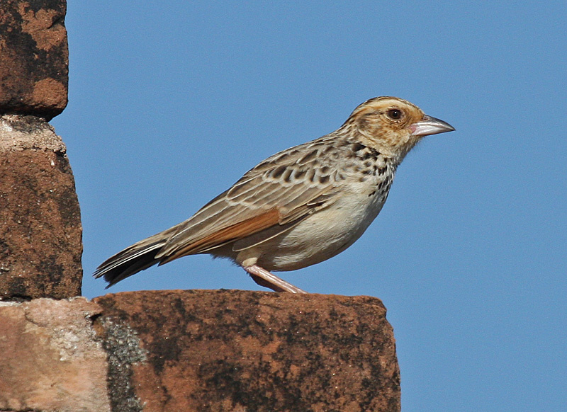 burma-kolluq-toragayi