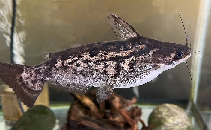 driftwood-catfish