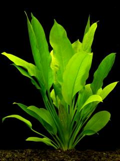 echinodorus-grisebachii