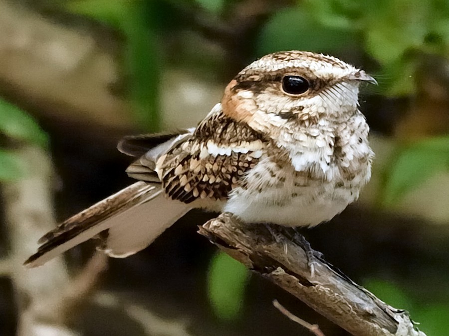 kayen-kecisagani