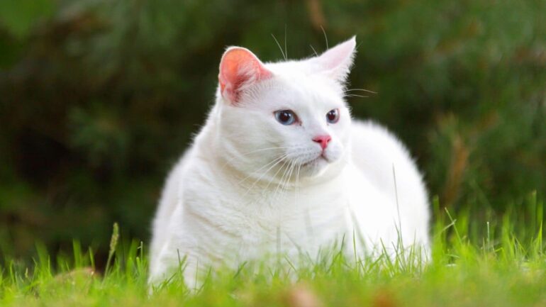 ankara-pisiyi-turkish-angora