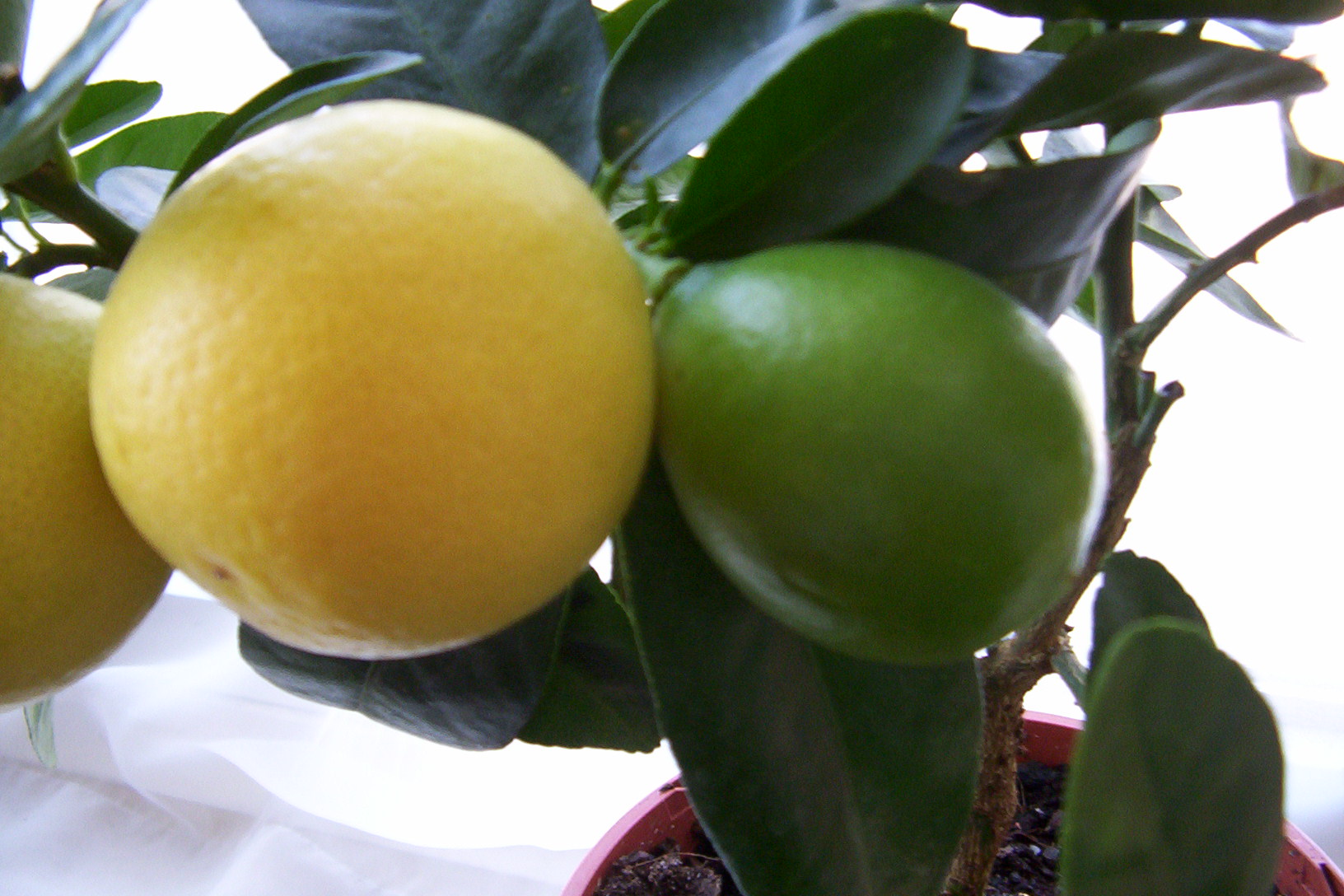 limequat-meyvesi