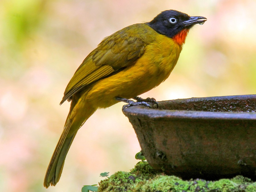 alov-bogazli-bulbul
