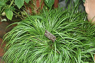 acorus-gramineus