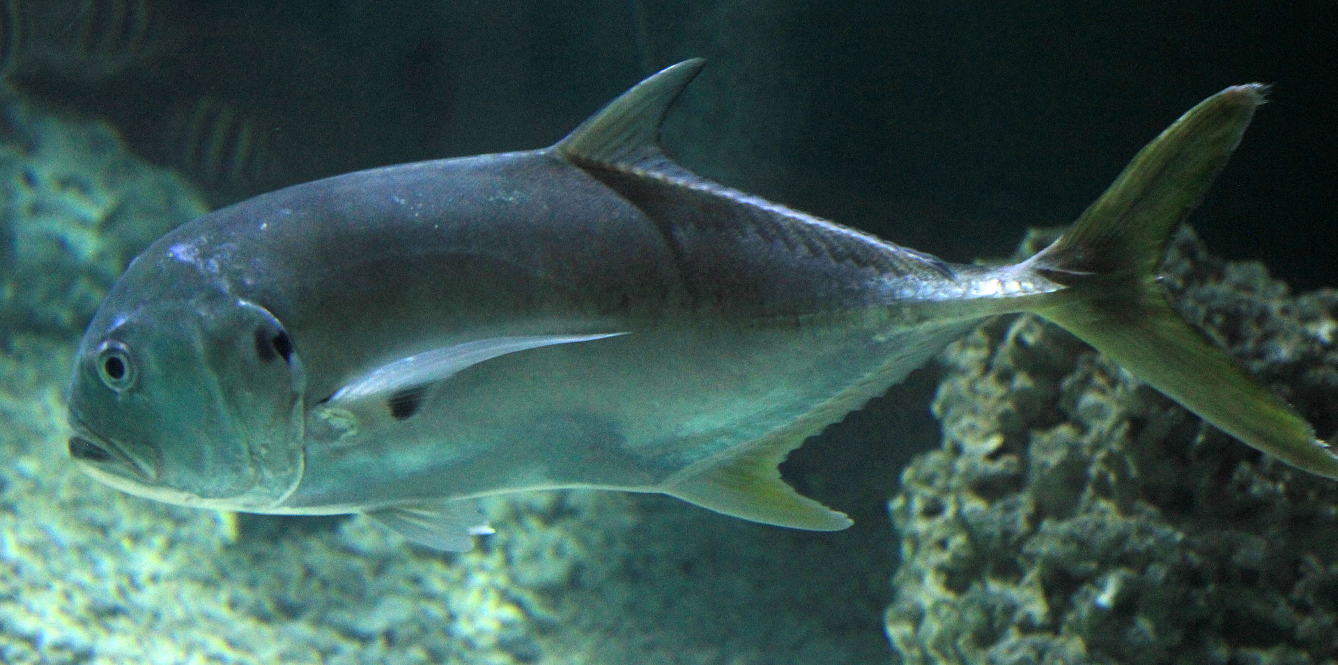 carangidae-ailesi-baligi