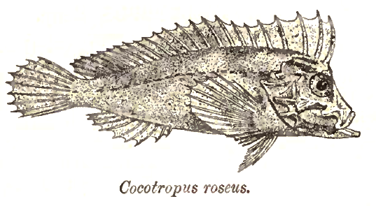 velvetfish