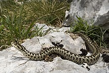 vipera-ursinii-ilani