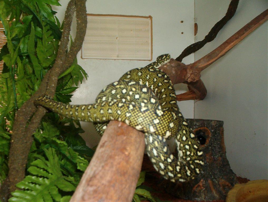 almaz-pitonu