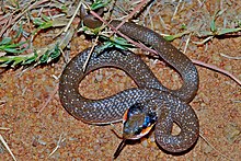 crotaphopeltis-hotamboeia-ilani