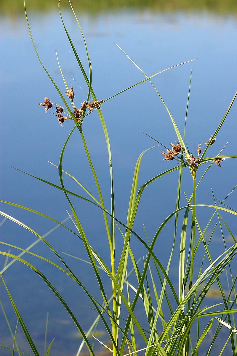 bolboschoenus-maritimus