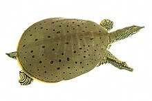 tikanli-yumsaqqabiqli-tisbaga