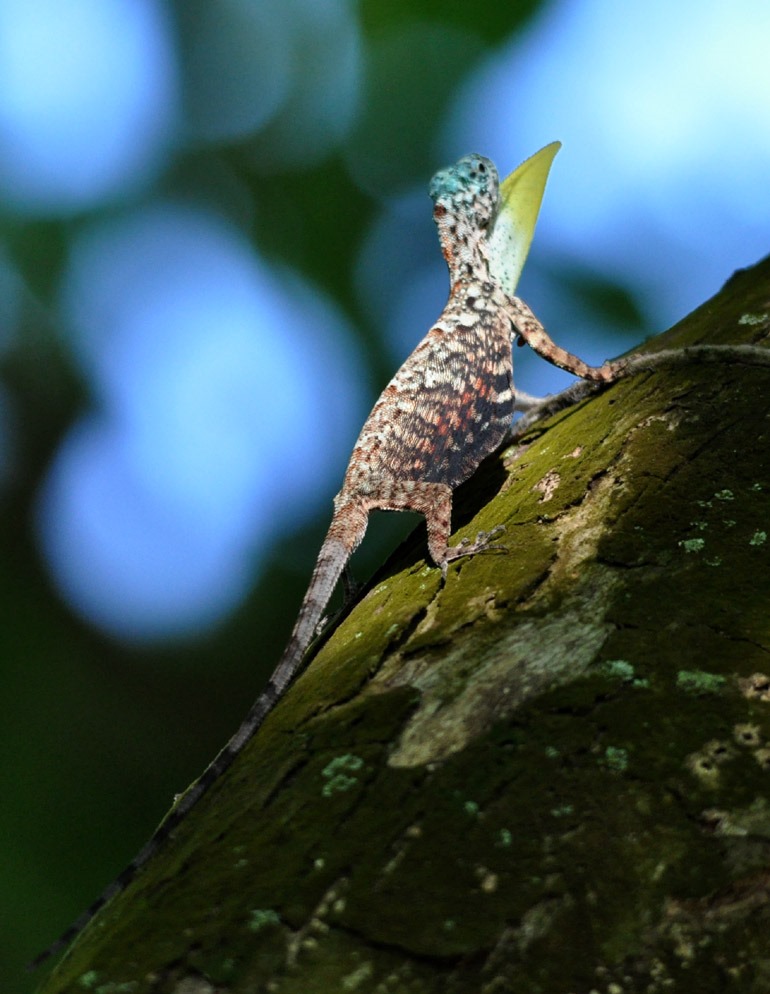 draco-sumatranus-kertenkelesi