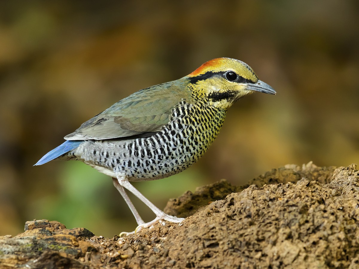 mavi-pitta