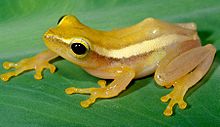 rohanixalus-vittatus-qurbagasi