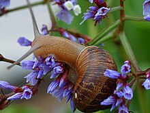 cornu-aspersum-bag-ilbizi
