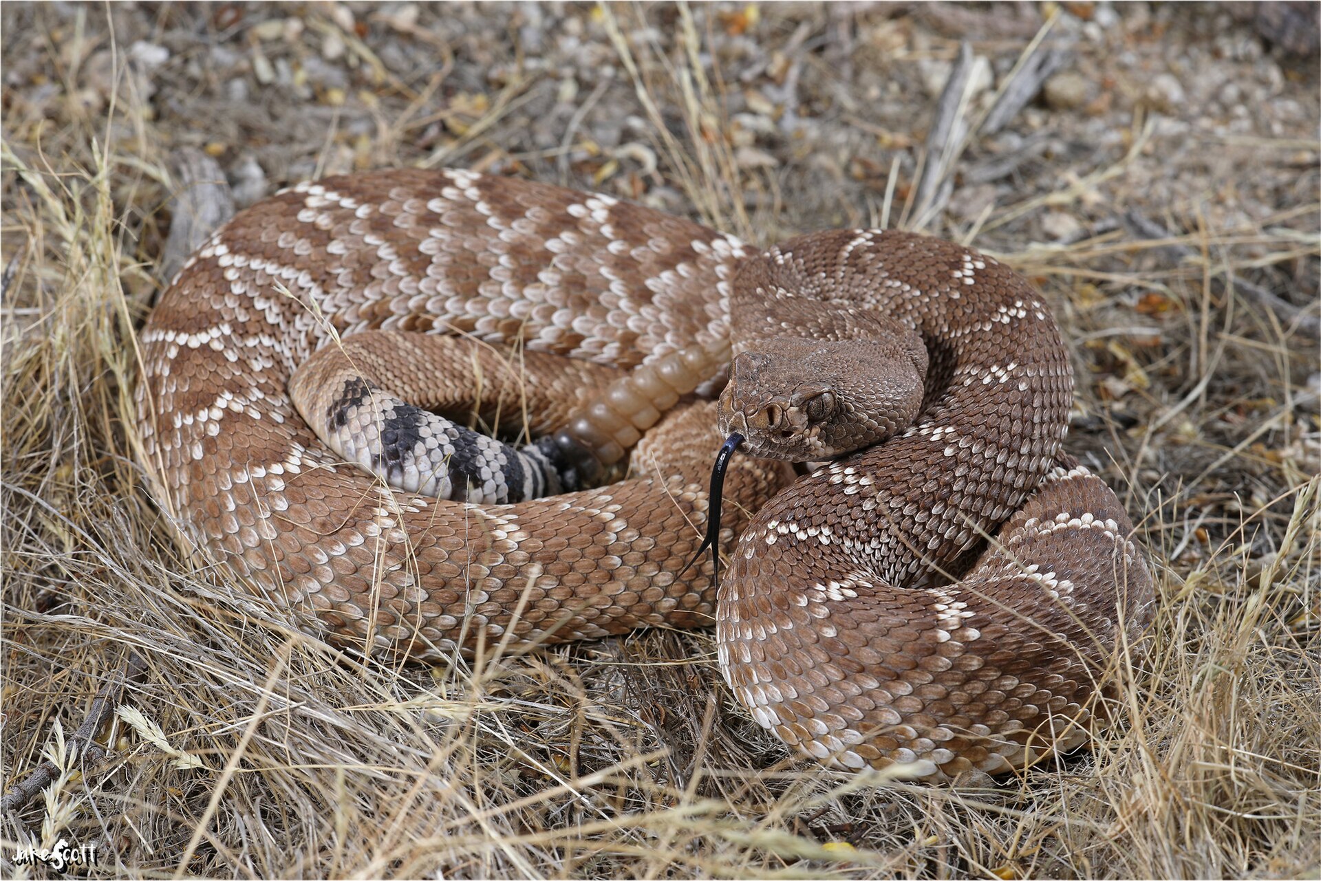 crotalus-ruber-ilani