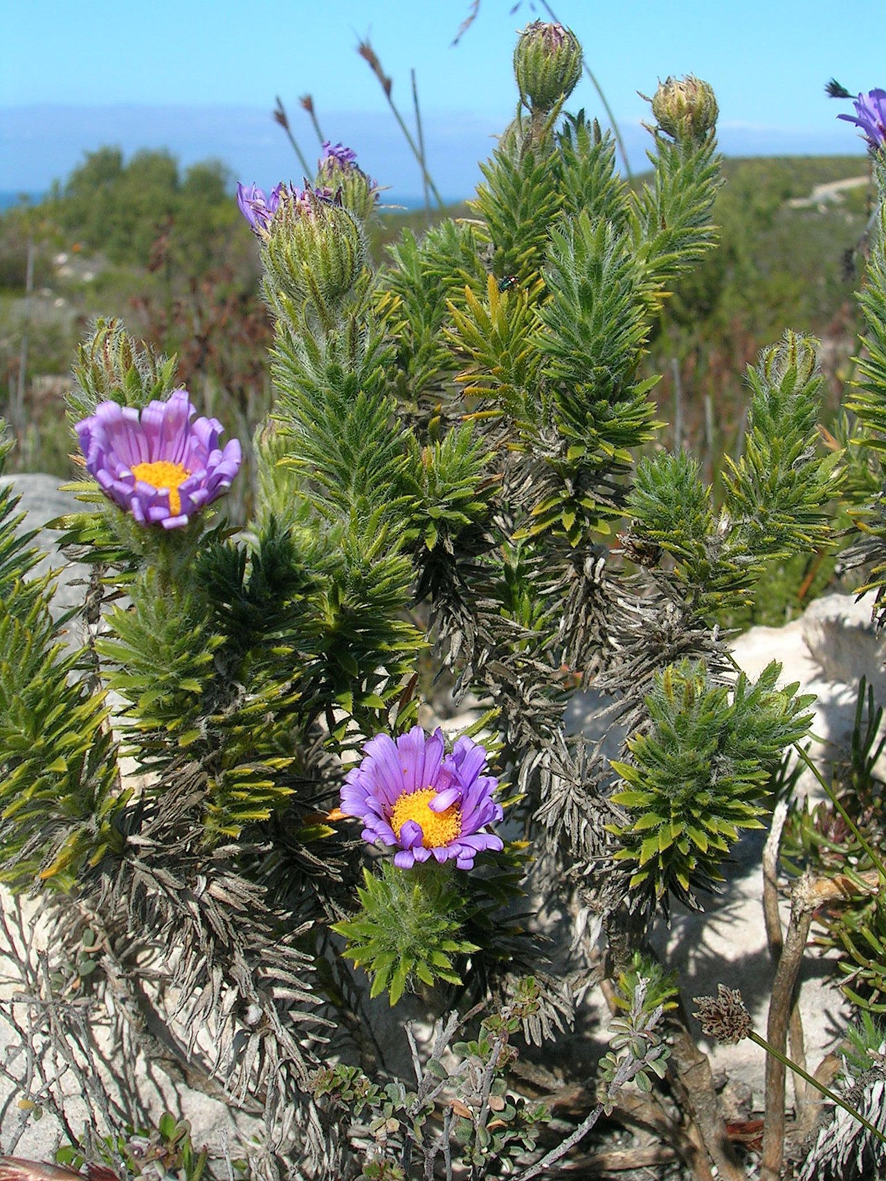 felicia-nordenstamii