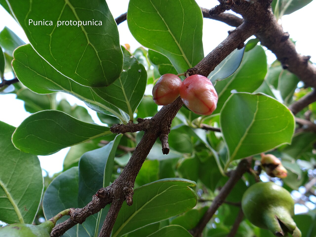punica-protopunica-agaci