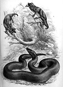 guntherin-qara-ilani-bothrolycus-ater