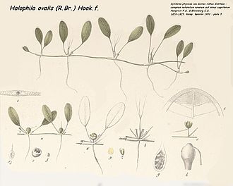 halophila-ovalis