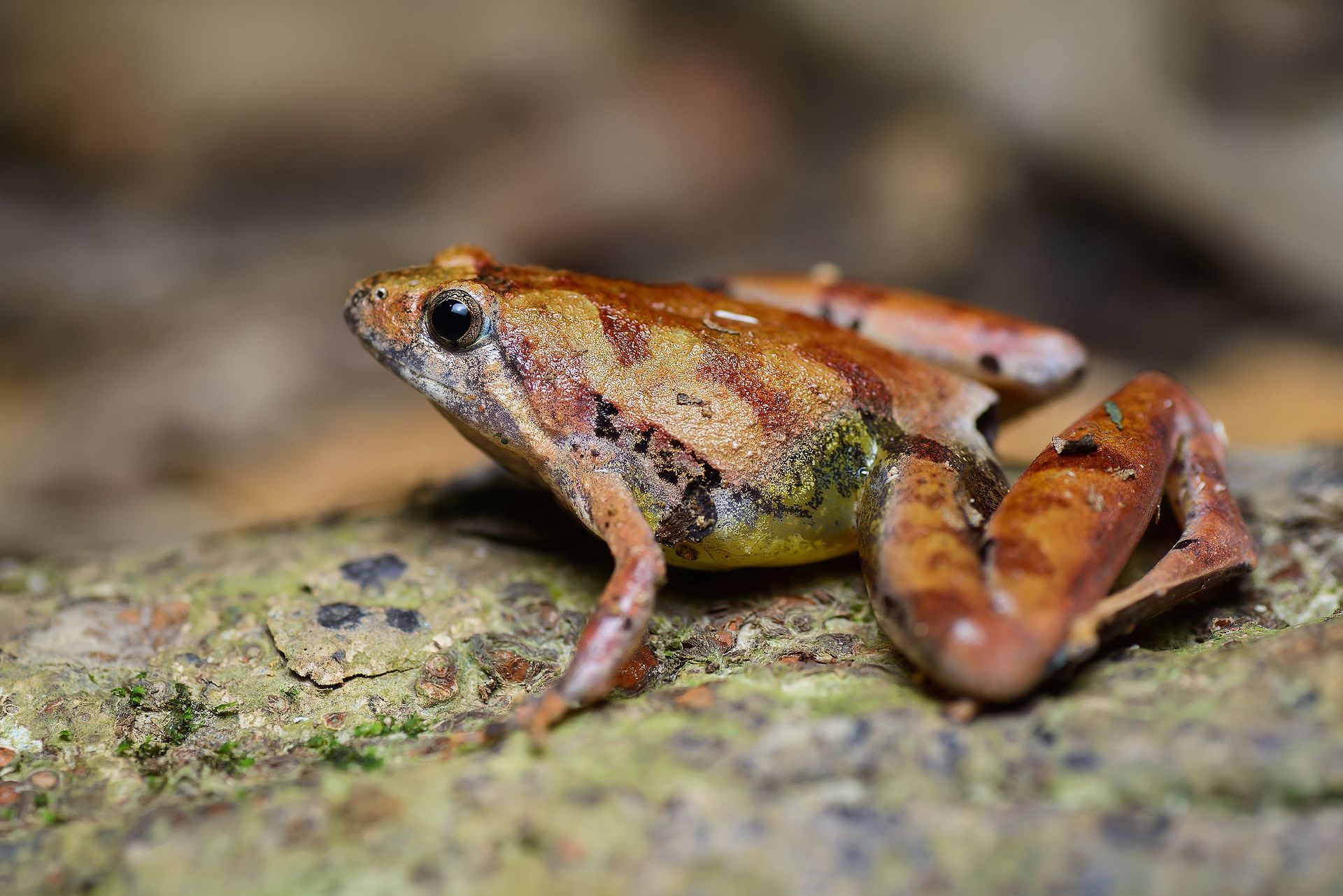 microhyla-berdmorei-qurbagasi