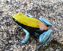 maviayaq-mantella-qurbagasi