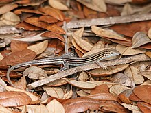 altixetli-yarisci-aspidoscelis-sexlineatus