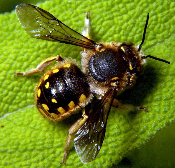 megachilidae-arisi