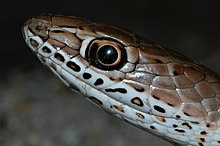 psammophis-mossambicus-ilani