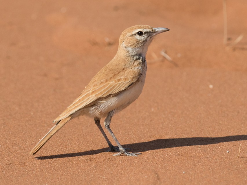 dune-toragayi