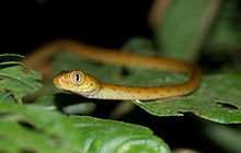 leptodeira-annulata-ilani