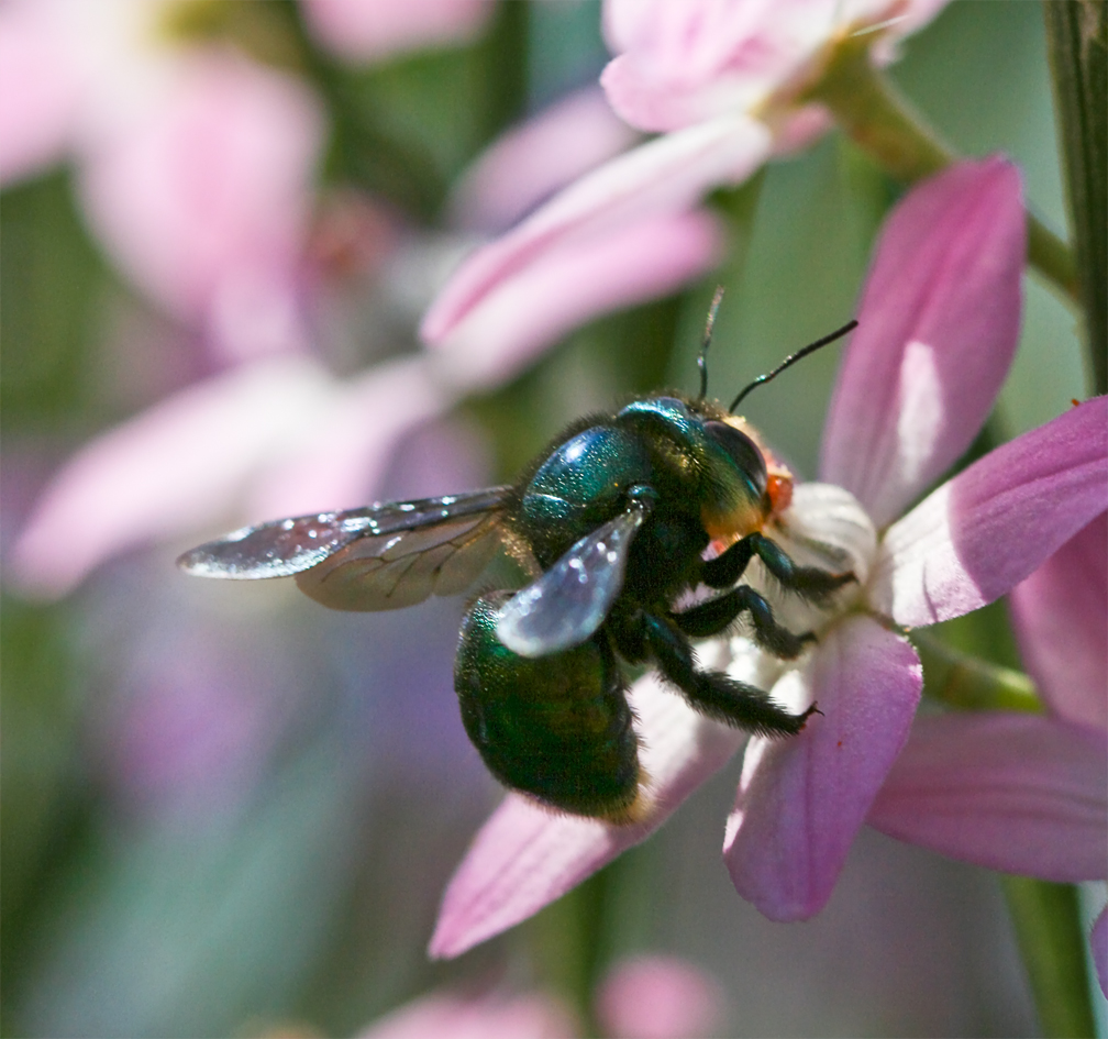 xylocopa-aerata-arisi