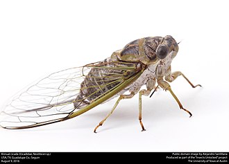 cicadidae-esl-circiramazlar